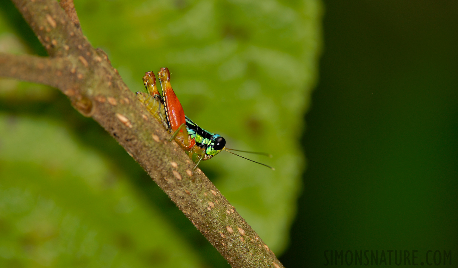 Taeniophora femorata [400 mm, 1/60 Sek. bei f / 5.0, ISO 200]